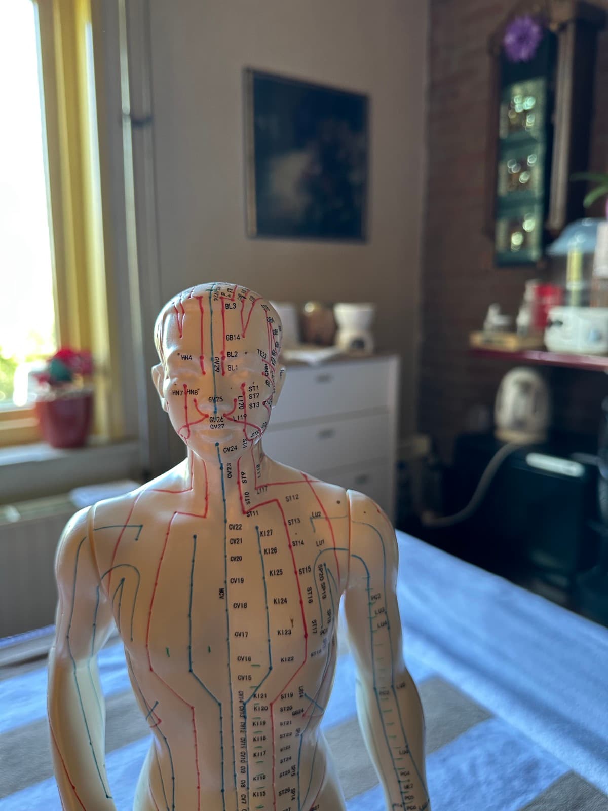 Anatomisch massagemodel in de behandelruimte